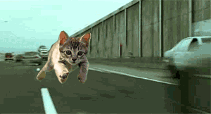 猫　高速道路