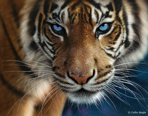 white tigers with blue eyes (11)