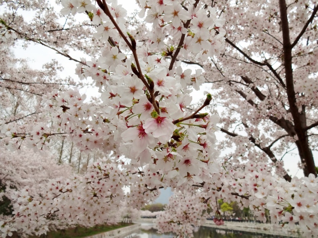桜2015-04-04 016 (640x480)