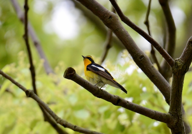 キビタキ2015-05-09 076 (640x448)