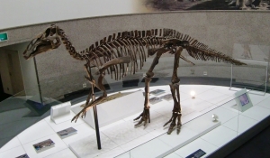 Edmontosaurus 4