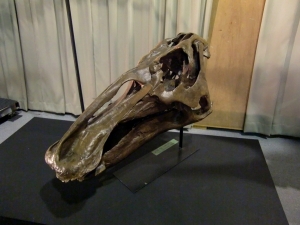 Edmontosaurus 2