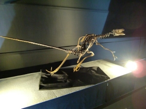 Dromaeosaurus albertensis (1)