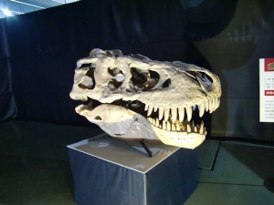 Tarbosaurus 8