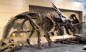 Styracosaurus_2
