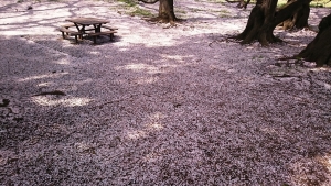 桜の絨毯　砧公演