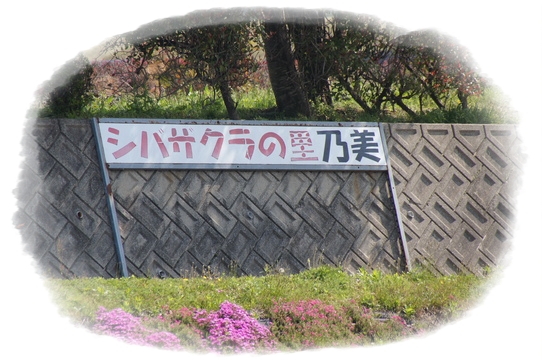 sibazakura1
