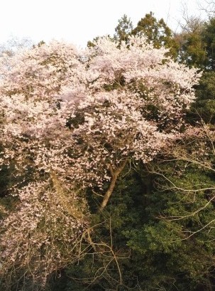 ２０１５桜