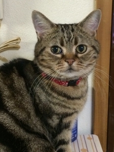 こてっつあん