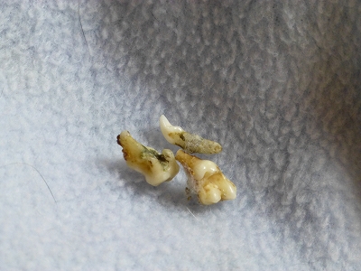 P1060255.jpg