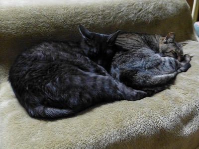 P1060430.jpg