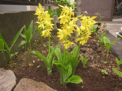 黄エビネ 黄色えびね蘭 を植えました 猫と園芸
