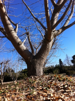 Ginko Tree