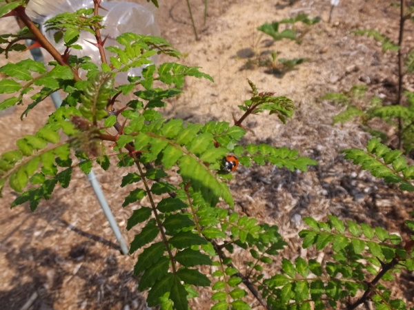 DSCF2304+1.jpg