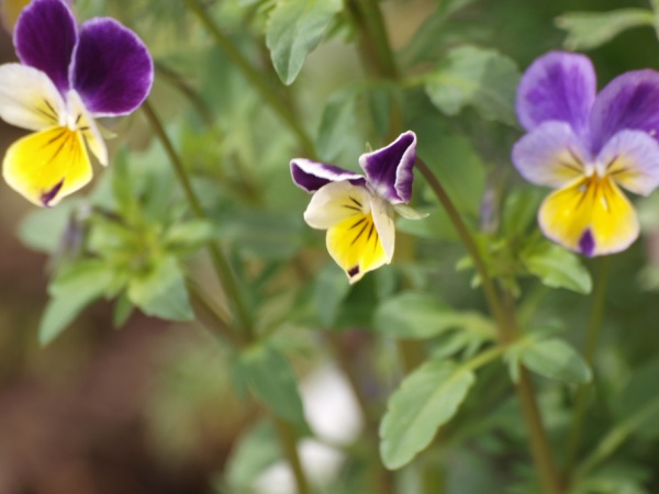 P4080577+1.jpg