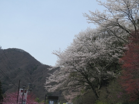 信州　桜
