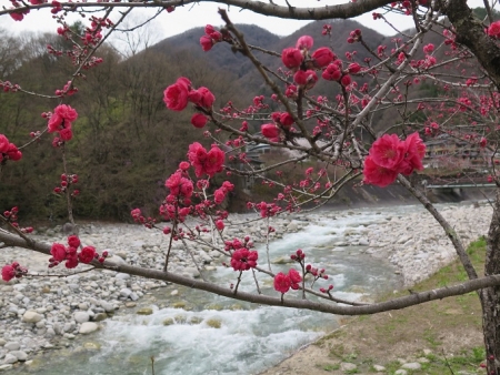 昼神温泉郷 花桃まつり