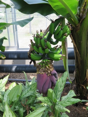 フルーツパーク　バナナとパパイヤの温室