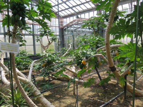 フルーツパーク　バナナとパパイヤの温室