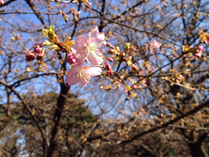 新宿御苑の河津桜