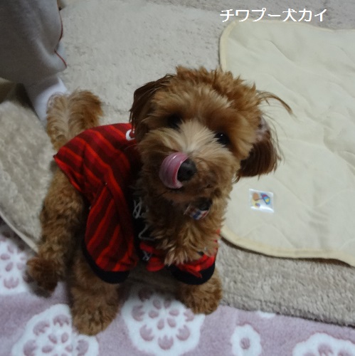 犬用チョコを食べる！！ (4)