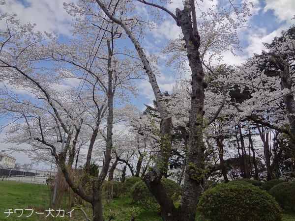 荒雄公園の桜 (8)