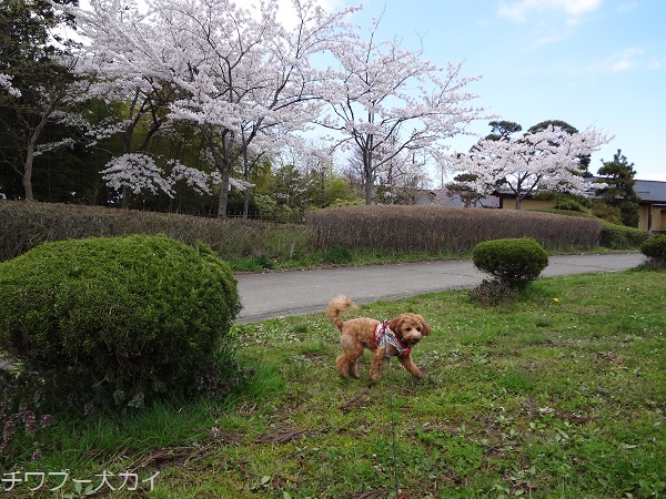 荒雄公園の桜 (9)