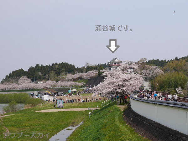 涌谷城と桜