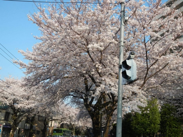 通勤路桜2015 (39)