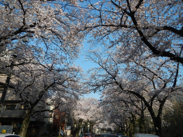 通勤路桜2015 (42)