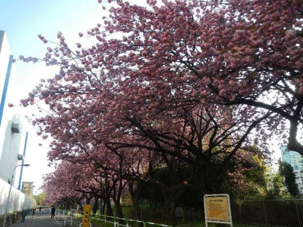 トンネル上八重桜 (9)