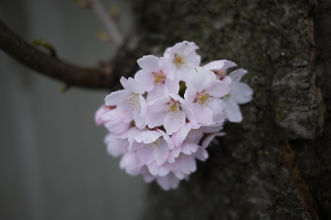 2015-04-16 桜 01