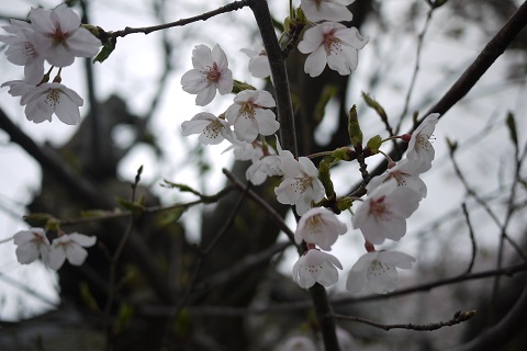 2015-04-16 桜 02