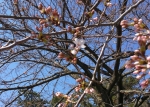 小田原城　桜祭り