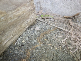 放置木材下のヤマトシロアリ