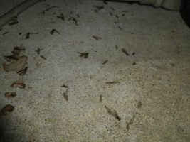 ヤマトシロアリ翅蟻