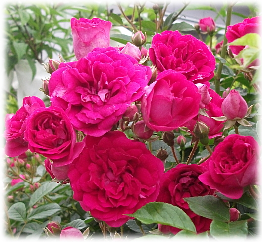 妖精のローズガーデン キングローズ～*濃いローズピンクの花が房咲きで 