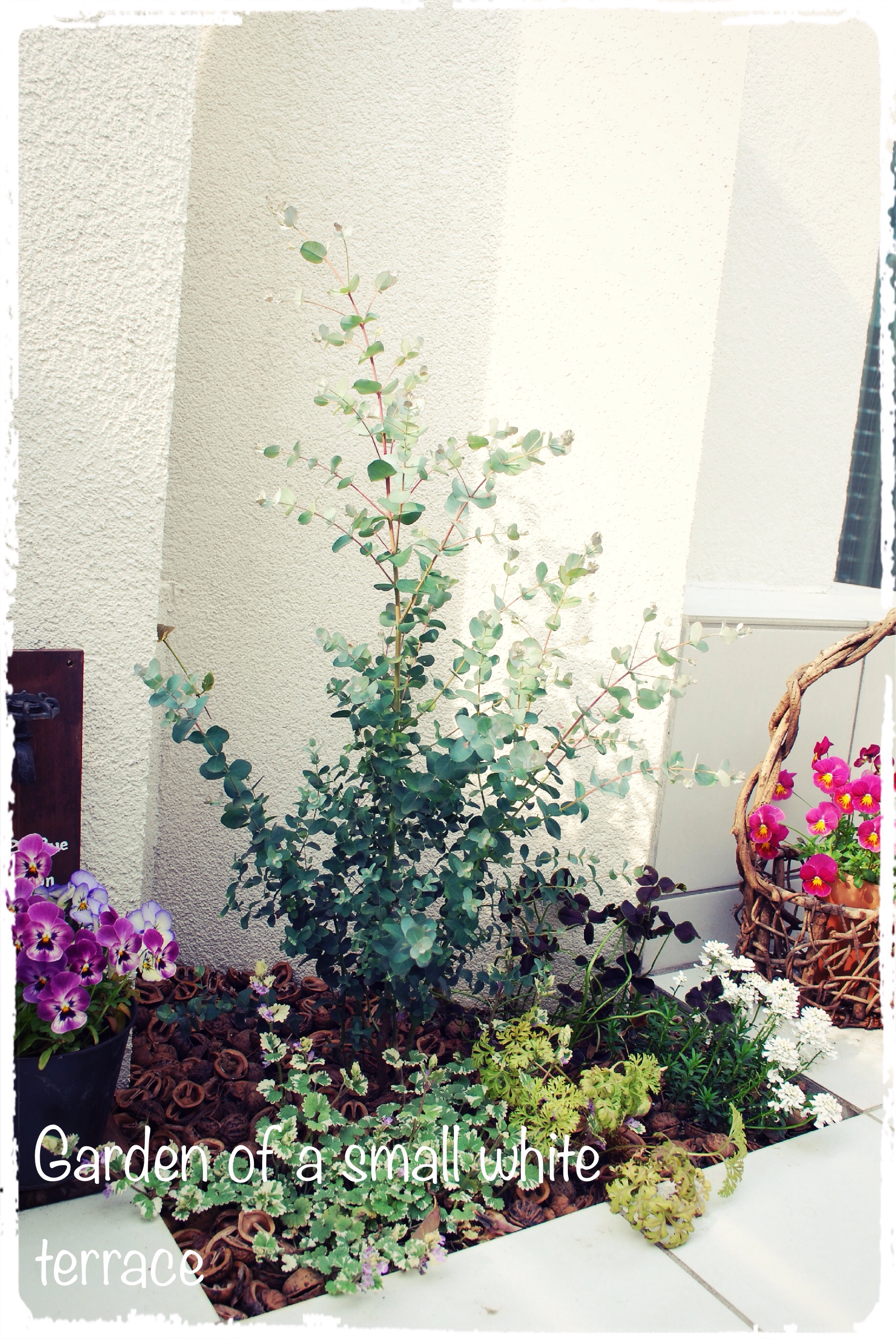 小さな白いテラスの庭 小さな白いテラスの小さな花壇の植え替え と八重咲きチューリップ