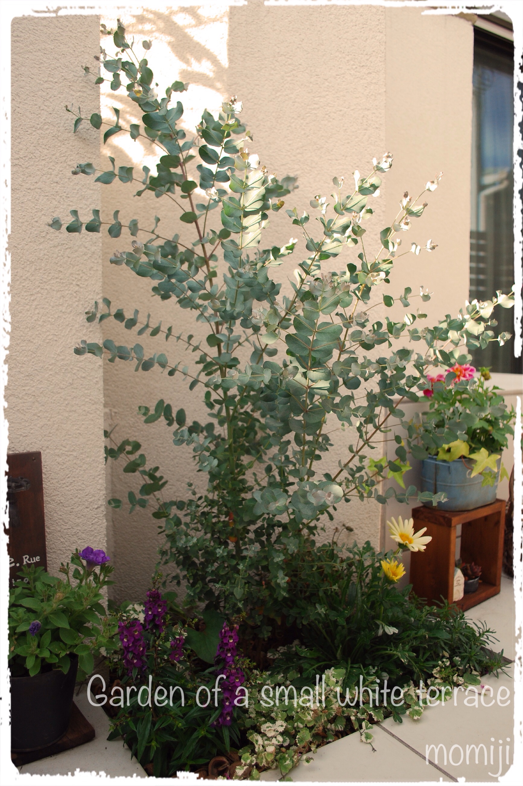 小さな白いテラスの庭 大きくなったユーカリの木s W とエキゾチックな花
