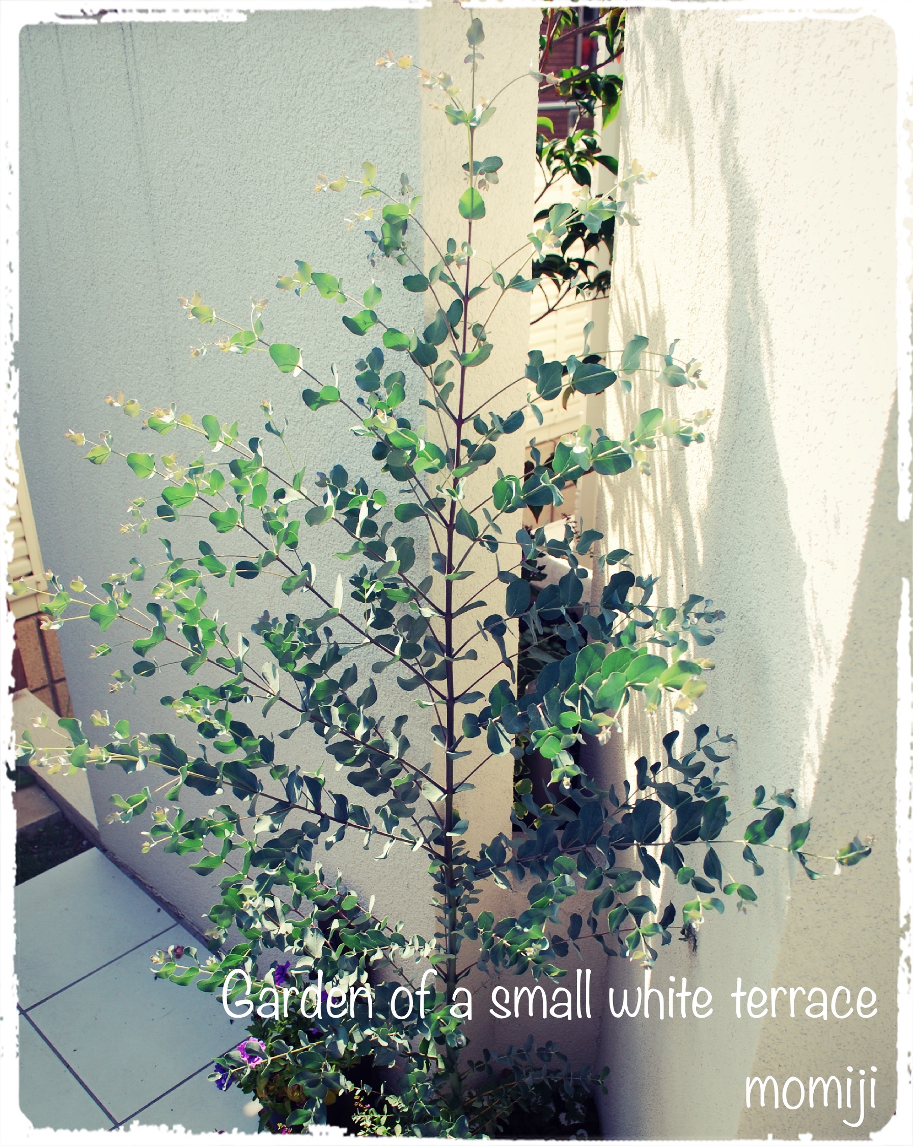 常緑樹の剪定はセンスが問われる ユーカリ 月桂樹 Etc O O 小さな白いテラスの庭
