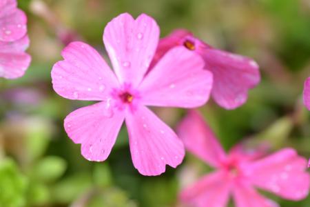 田舎の四季 ピンクの小さな花達
