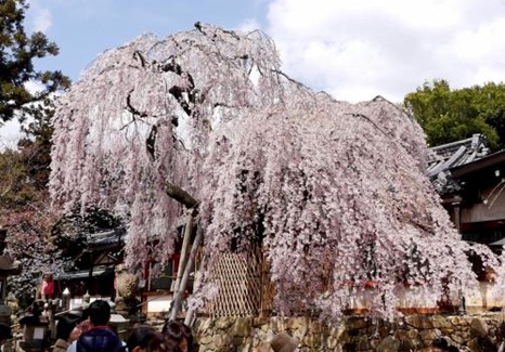 氷室神社のしだれ桜