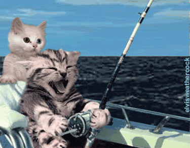 猫　釣り