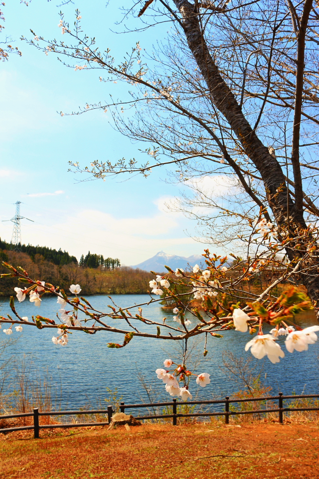 釜臥山と桜