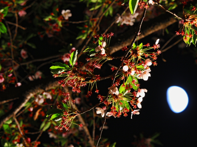 月葉桜２