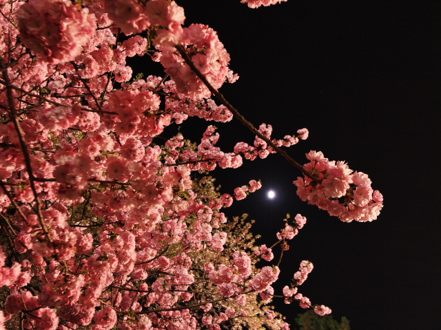 月夜桜１１