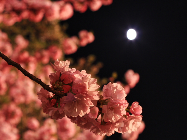 月夜桜１２