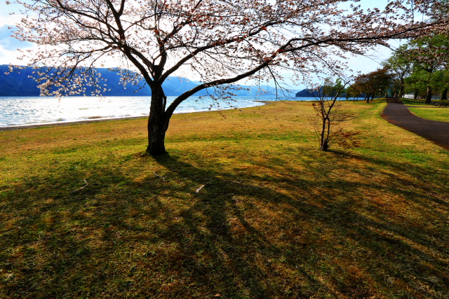 十和田湖の一本桜２