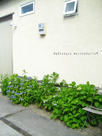 家の中にアナベルを飾りましょ 小さな庭で花と緑に つつまれた暮らし