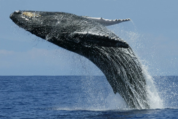 世界一大きい動物「シロナガスクジラ」
